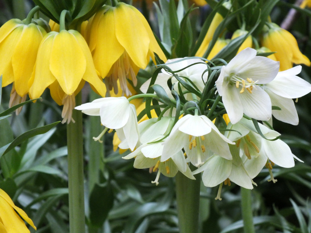 Желтые и белые цветы рябчики в саду