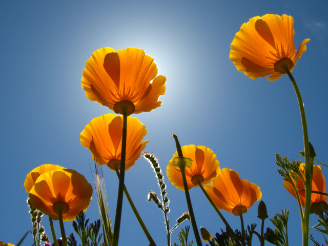 Желтые красивые цветы Эшшольция на фоне голубого неба 