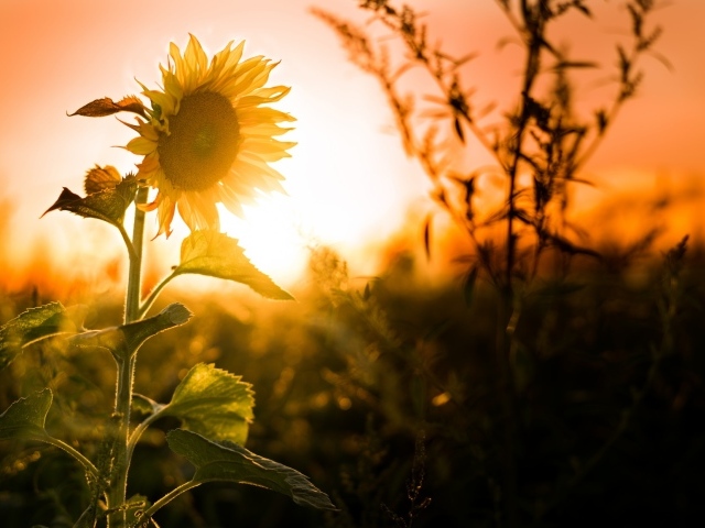 Желтый цветущий подсолнух на закате солнца