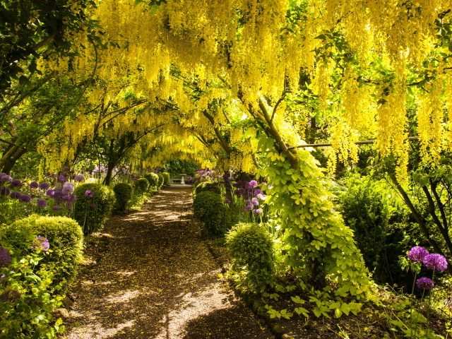 Желтые цветы глициния над тропинкой в парке 