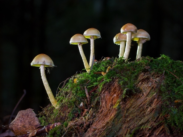 Маленькие грибы растут на покрытом мхом пне