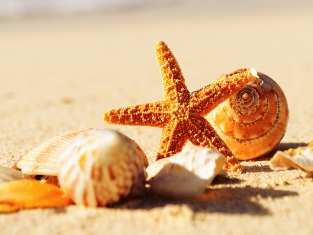 Ракушки и морская звезда на теплом желтом песке летом