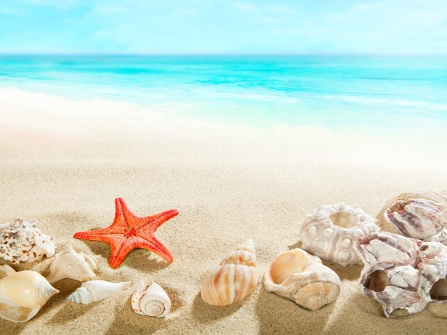 Морская звезда и ракушки на песке у голубой воды моря