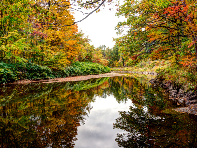 Деревья отражаются в воде лесного озера осенью