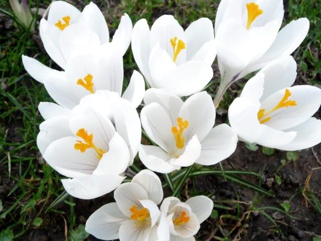 Белоснежные весенние цветы крокусы 