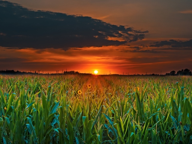 Закат летнего солнца над кукурузным полем