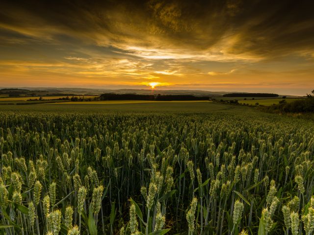 Закат солнца над полем зеленой пшеницы 