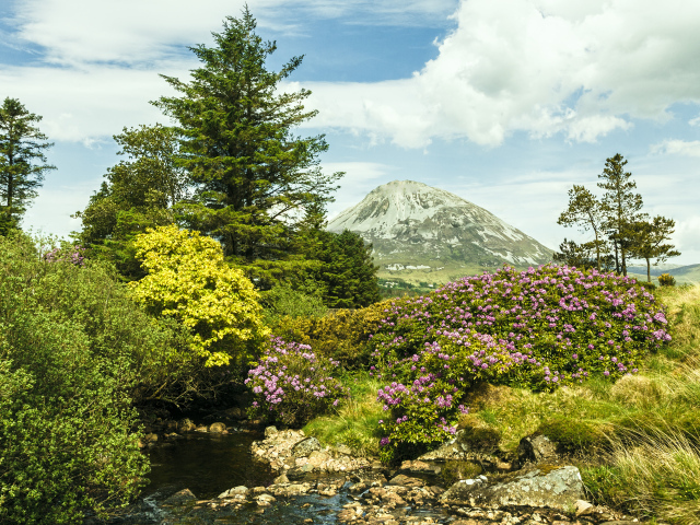 Красивая цветущая природа и ручей на фоне горы 