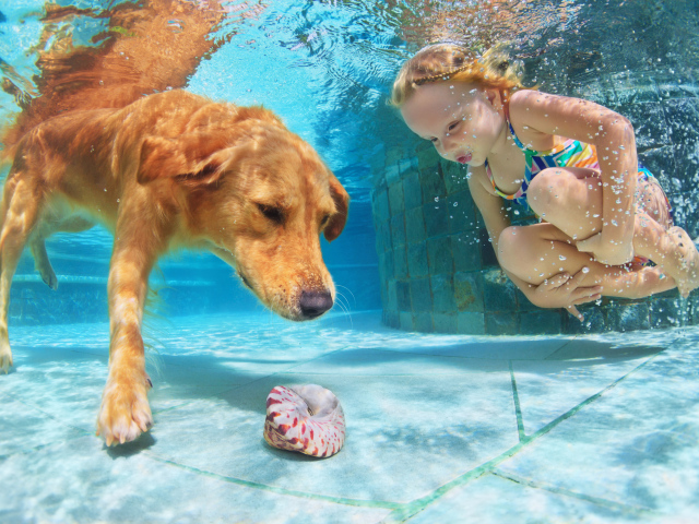 Маленькая девочка плавает в бассейне с большой рыжей собакой