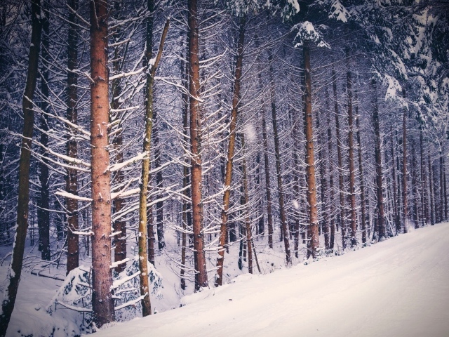 Высокие покрытые снегом сосны у дороги зимой