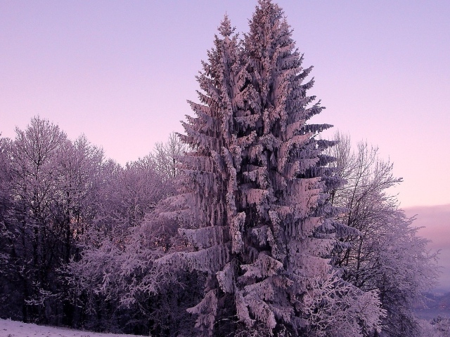 Заснеженный лес зимний пейзаж  