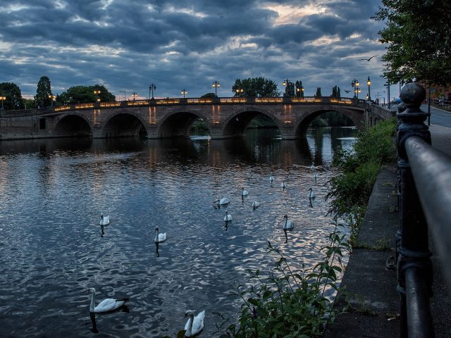 Белые лебеди плавают в реке у вечернего моста, Англия
