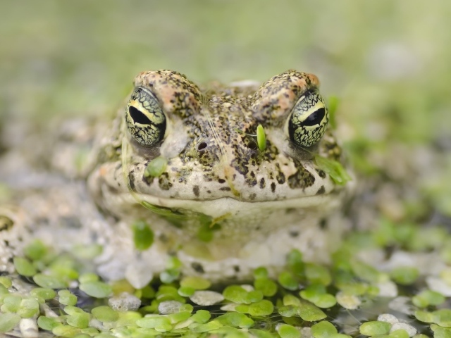 Большая лягушка в пруду