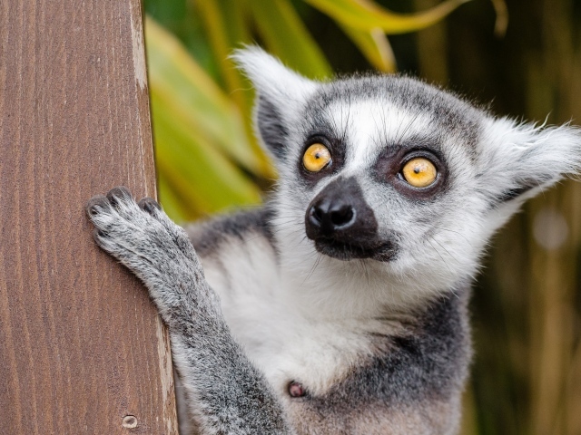 Большой лемур с желтыми глазами на дереве