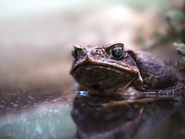 Большая жаба сидит в воде