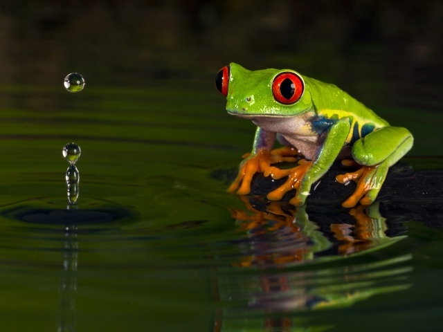 Зеленая лягушка смотрит на каплю в воде