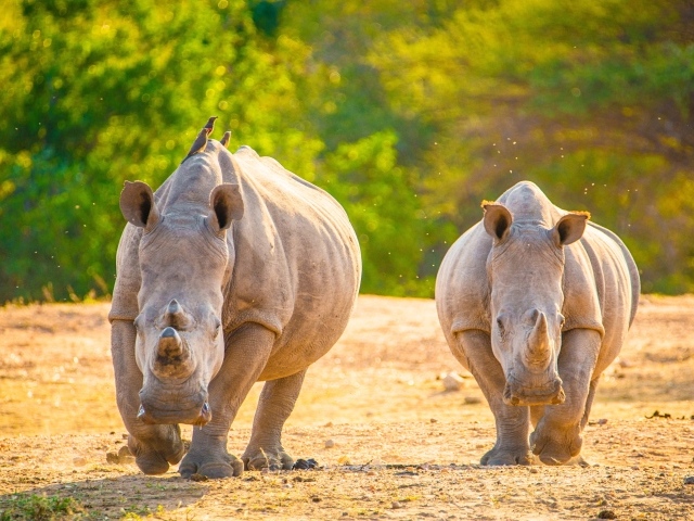 Два носорога бегут по горячему песку 