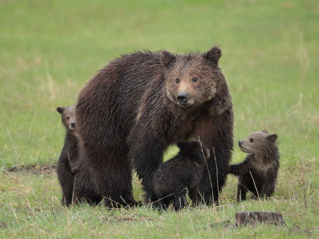 Большая бурая медведица с медвежатами на зеленой траве