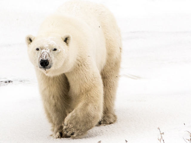 Большой грозный белый медведь идет по снегу