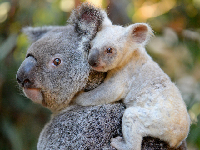 Коала с маленьким детенышем на спине