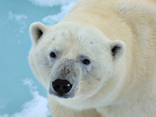 Большой полярный медведь крупным планом