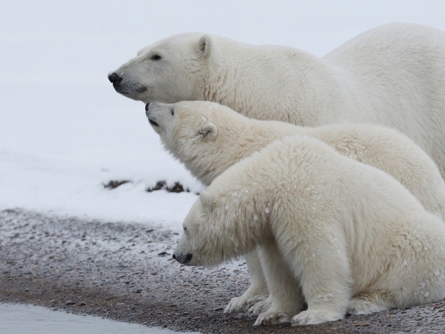 Большая белая медведица с медвежатами 