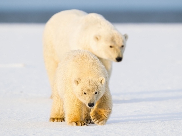 Белая медведица с медведица с медвежонком на снегу 