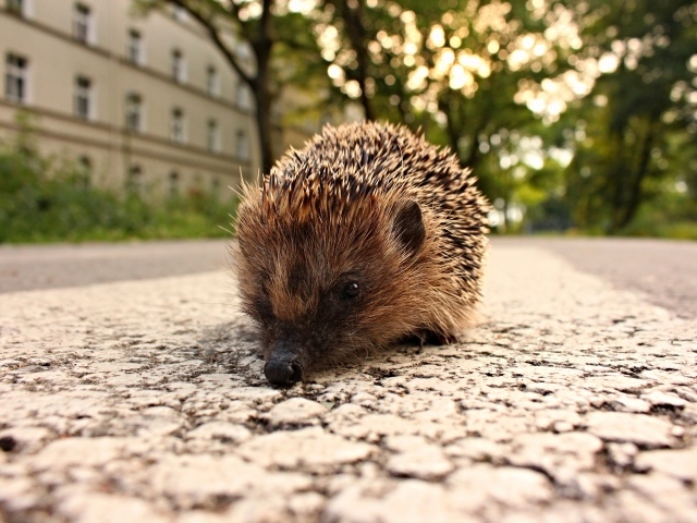 Колючий ежик стоит на тротуаре