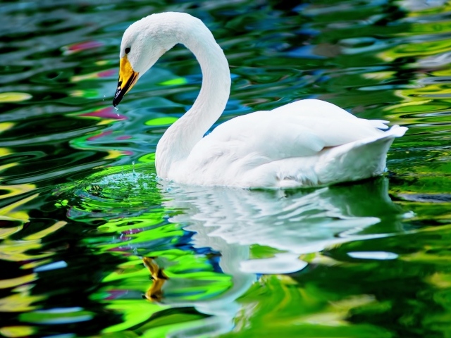 Красивый белый лебедь отражается в воде