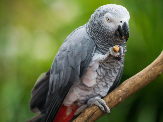Серый попугай сидит на ветке