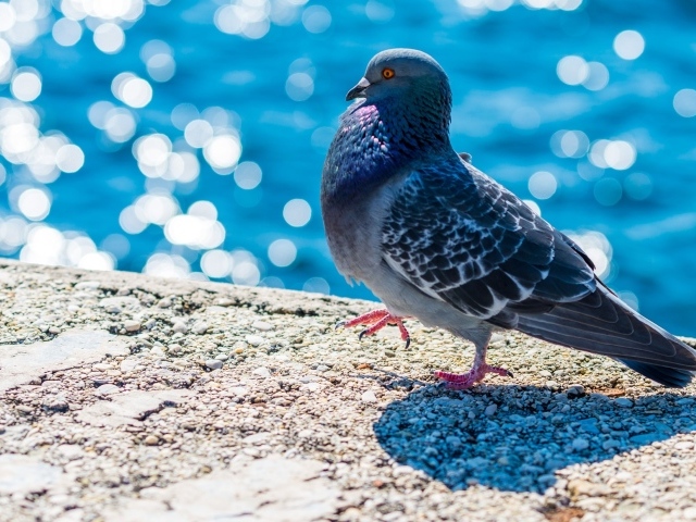Серый голубь стоит у воды