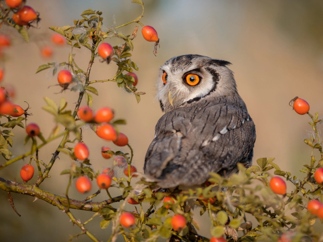 Большая сова сидит на ветке с красными ягодами шиповника