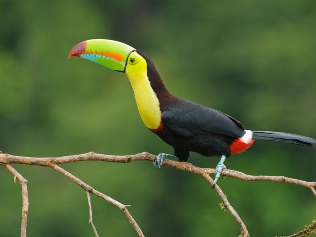 Большая птица тукан сидит на тонкой ветке дерева