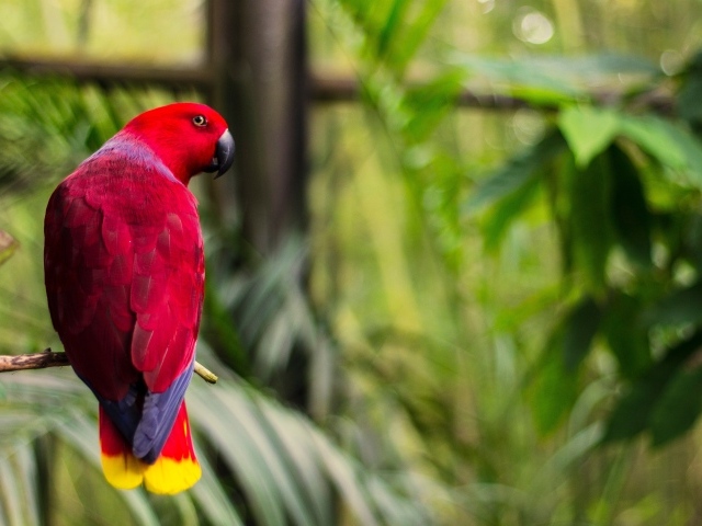 Розовый попугай сидит на ветке дерева