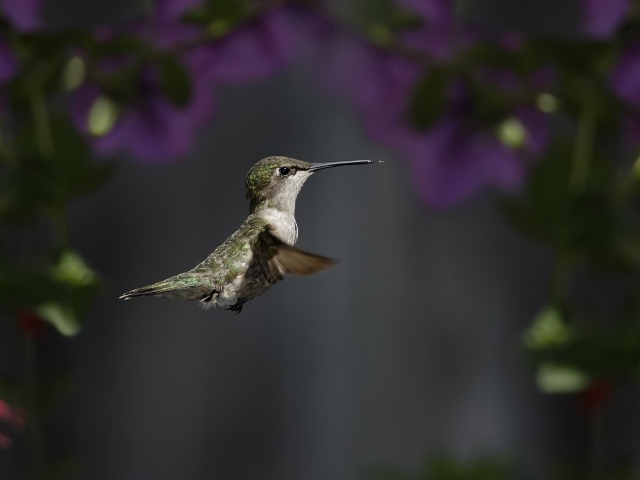 Маленькая птичка колибри крупным планом