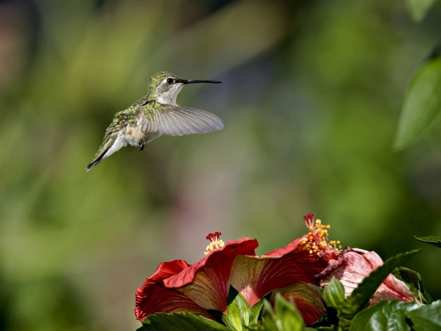 Маленькая птичка колибри летает над красными цветами гибискуса