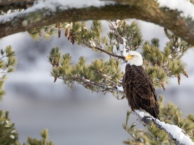 Белоголовый Орлан сидит на заснеженной ветке зимой