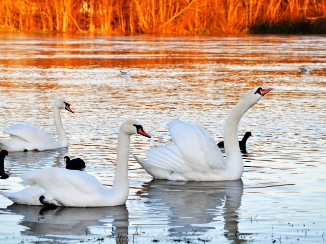 Красивые белые лебеди на пруду