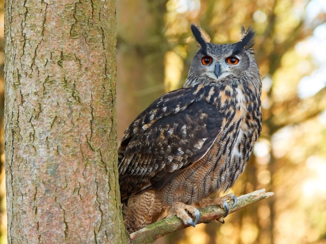 Большая сова сидит на ветке дерева