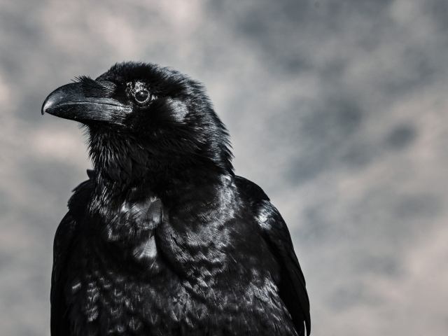 Черный ворон крупным планом на сером фоне