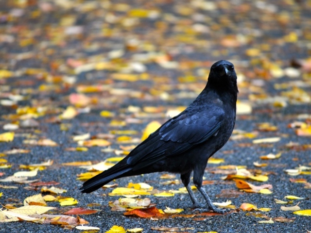 Черный ворон на земле с желтыми опавшими листьями осенью 