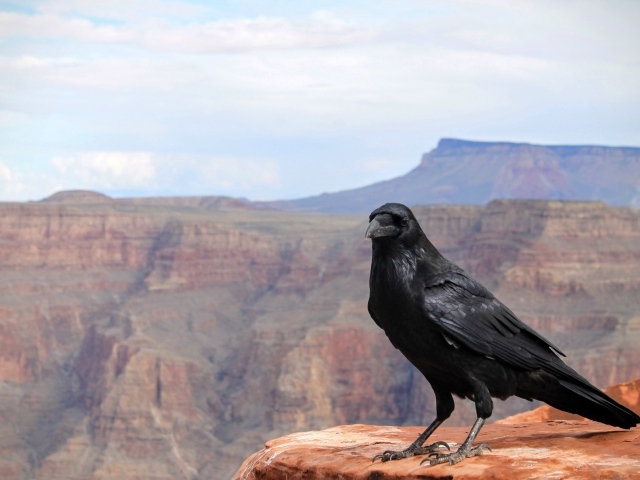 Черный ворон сидит на скале на фоне неба
