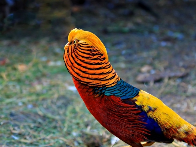 Яркий красивый золотой фазан