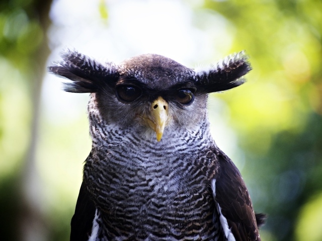 Забавная сова крупным планом