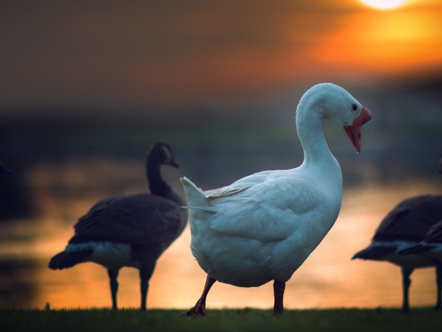 Гуси на фоне солнца на закате