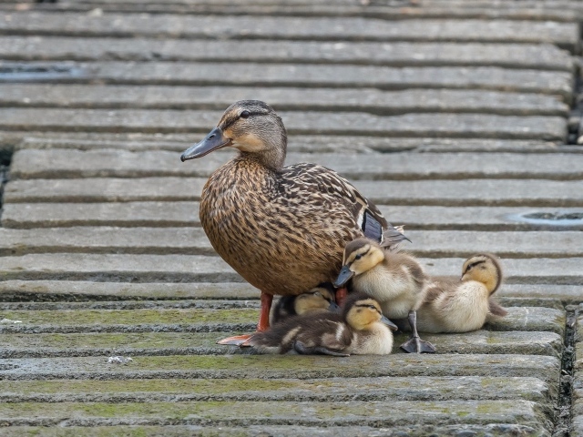 Серая утка с маленькими утятами