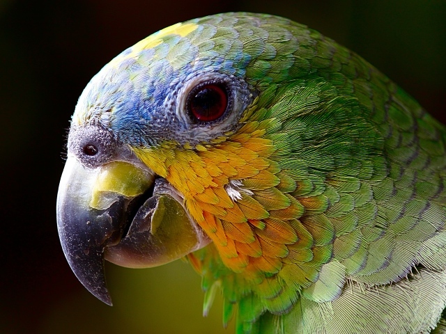 Голова зеленого попугая крупным планом