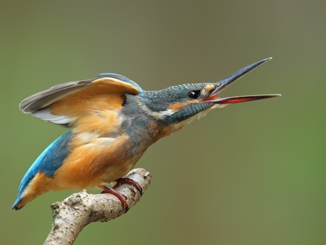 Зимородок с открытым клювом на ветке