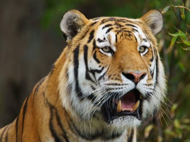 Большой тигр с открытой пастью