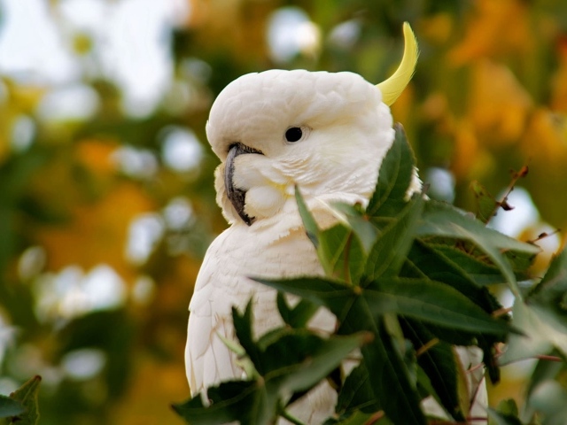 Большой желтохохлый какаду в зеленых листьях 